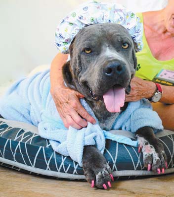 Pet of the Week